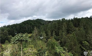 LOTE  EN EL SECTOR DE PANTANILLO CON HERMOSA VISTA RODEADO DE BOSQUE