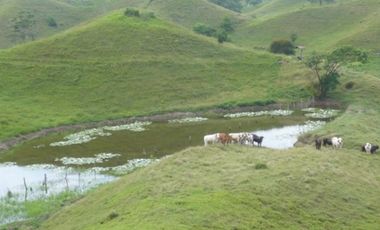 FINCA GANADERA