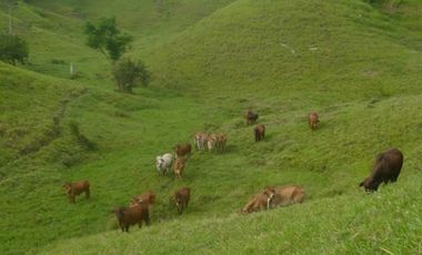 FINCA GANADERA