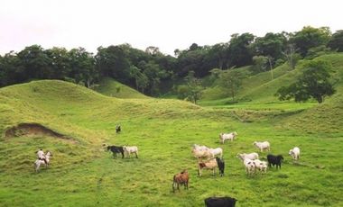 FINCA GANADERA