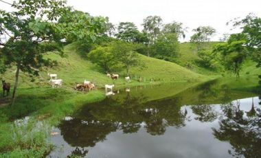 FINCA GANADERA