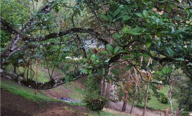 FINCA VENTA VIA SAN ANTONIO LA CEJA DE 14.050 M2