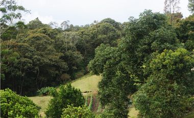 FINCA VENTA VIA SAN ANTONIO LA CEJA DE 14.050 M2