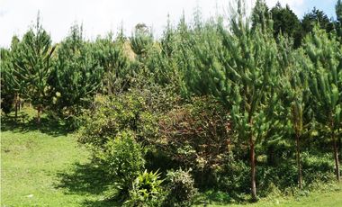 FINCA EN VENTA GUARNE  DE 60.000 M2