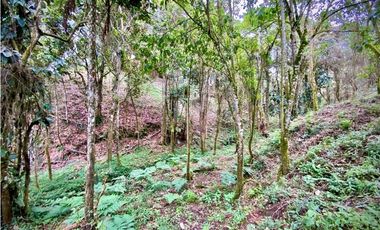 Lote Comercial Alto Palmas Sector Variante Aeropuerto (Envigado)