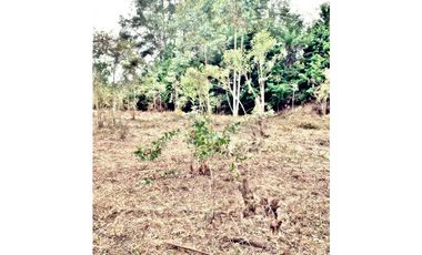 LOTE EN VEREDA LOS PINOS