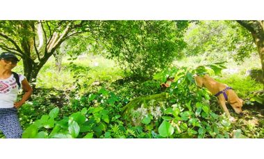 Venta de lote de 16000 M2 en 350 mill en La Mesa Cund COL.