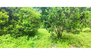 Venta de lote de 16000 M2 en 350 mill en La Mesa Cund COL.