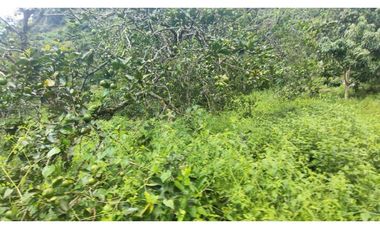 Venta de lote de 16000 M2 en 350 mill en La Mesa Cund COL.