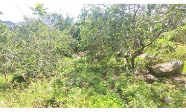 Venta de lote de 16000 M2 en 350 mill en La Mesa Cund COL.