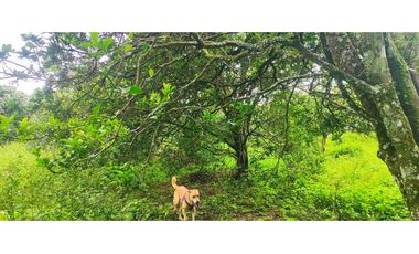 Venta de lote de 16000 M2 en 350 mill en La Mesa Cund COL.