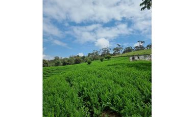 Venta de Lote y Casa Carmen de Viboral