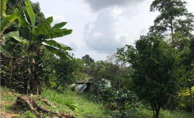 Finca De Una Fanegada  Con rboles Frutales