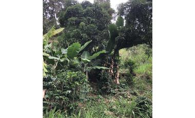 Finca De Una Fanegada  Con rboles Frutales