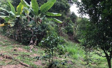 Finca De Una Fanegada  Con rboles Frutales