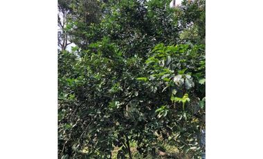 Finca De Una Fanegada  Con rboles Frutales