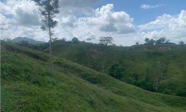 Finca De 11 Fanegadas Para Condominio En Anapoima