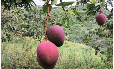 Finca De 11 Fanegadas Para Condominio En Anapoima