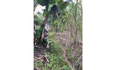 Se vende finca de 30 hectáreas en Gómez Plata