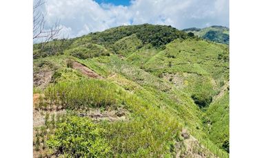Se vende finca de 30 hectáreas en Gómez Plata