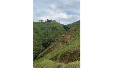 Se vende finca de 30 hectáreas en Gómez Plata