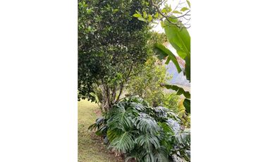 Se vende finca de 30 hectáreas en Gómez Plata