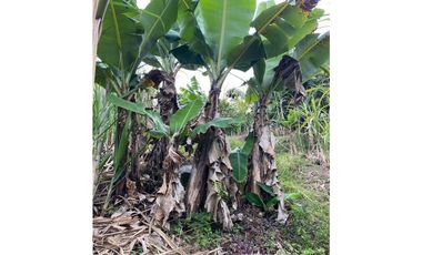 Se vende finca de 30 hectáreas en Gómez Plata