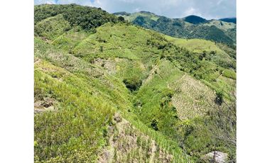 Se vende finca de 30 hectáreas en Gómez Plata