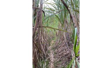 Se vende finca de 30 hectáreas en Gómez Plata