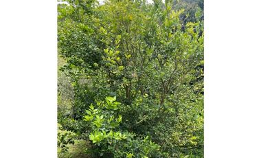 Se vende finca de 30 hectáreas en Gómez Plata