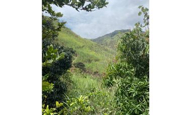 Se vende finca de 30 hectáreas en Gómez Plata