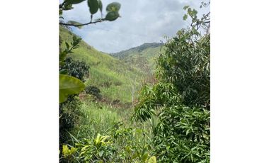 Se vende finca de 30 hectáreas en Gómez Plata