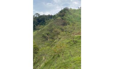 Se vende finca de 30 hectáreas en Gómez Plata