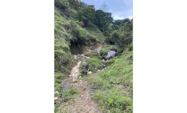 Se vende finca de 30 hectáreas en Gómez Plata