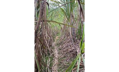 Se vende finca de 30 hectáreas en Gómez Plata