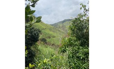 Se vende finca de 30 hectáreas en Gómez Plata