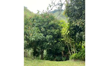 Se vende finca de 30 hectáreas en Gómez Plata