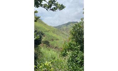 Se vende finca de 30 hectáreas en Gómez Plata