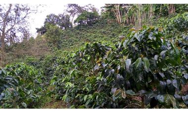 Se Vende Finca Sobre la Vereda Canaan