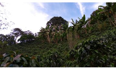 Se Vende Finca Sobre la Vereda Canaan