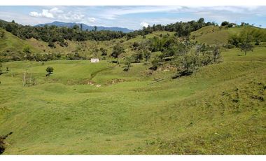 finca en venta el Peñol Antioquia , para parcelación 34 HA SRM