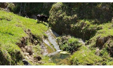 finca en venta el Peñol Antioquia , para parcelación 34 HA SRM