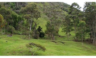finca en venta el Peñol Antioquia , para parcelación 34 HA SRM