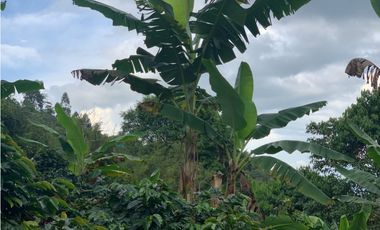 VENDE FINCA PRODUCTIVA EN SASAIMA