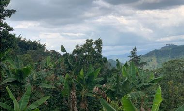 VENDE FINCA PRODUCTIVA EN SASAIMA