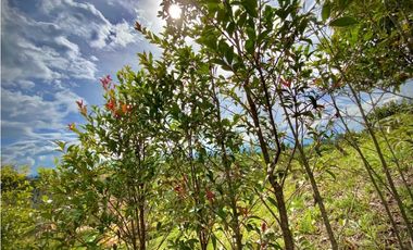 Lote Parcelacion Via San Antonio La Ceja (Carmen de Viboral)