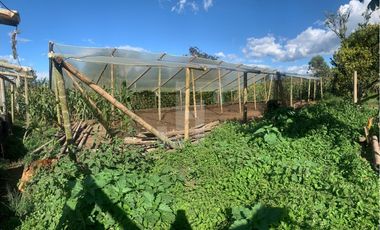 VENDO FINCA PRODUCTIVA A 5 MIN DE POPAYAN