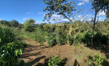 VENDO FINCA PRODUCTIVA A 5 MIN DE POPAYAN