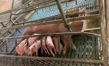 VENDO FINCA PRODUCTIVA A 5 MIN DE POPAYAN