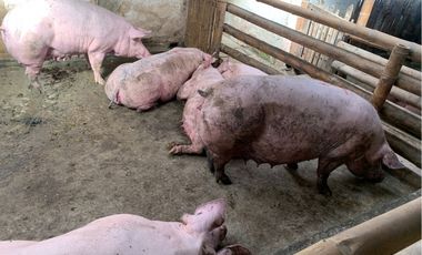 VENDO FINCA PRODUCTIVA A 5 MIN DE POPAYAN